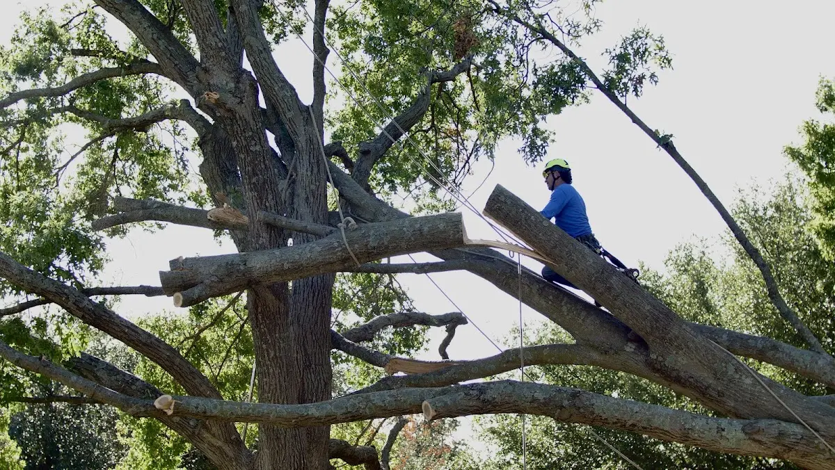 Professional Crown Thinning performed by certified arborists in Hidden Valley