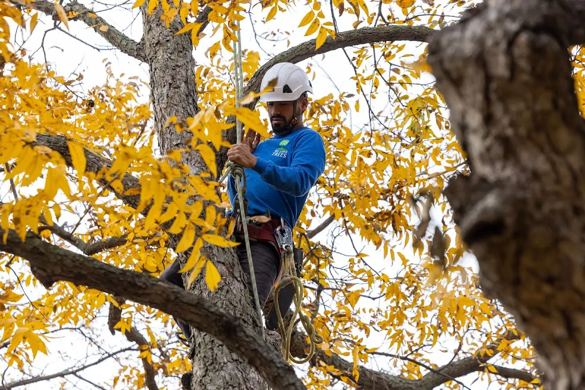 Skilled Storm Damage Cleanup crew working in Hidden Valley