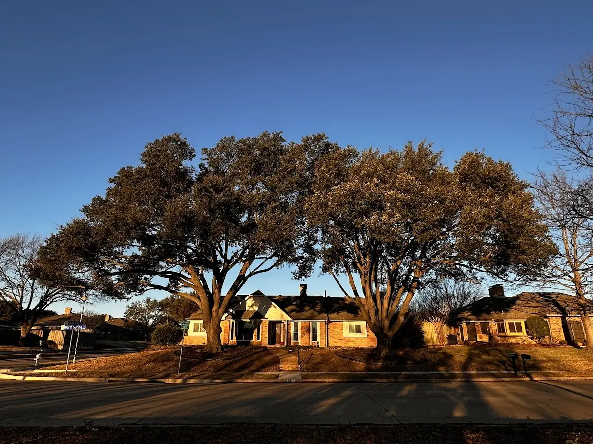 Established residential canopy tree shading a home in Hidden Valley